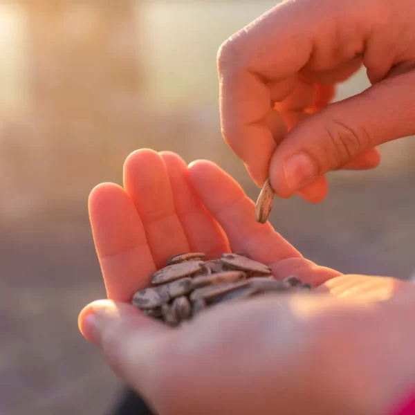 pure sunflower seeds in hand